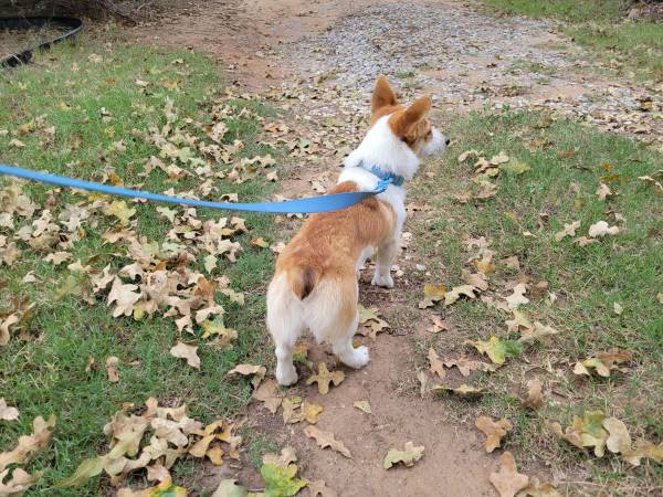 Corgi (Duncan)63670591686145122