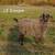 Registered Pygora goat 2 thumbnail
