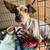 Several dogs looking for there forever home 7 thumbnail