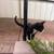 Black Cat 1 thumbnail