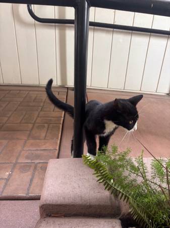 Black Cat 1