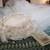 NWT WEDDING VEIL 2 thumbnail