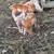 KuneKune Piglets for Sale! 3 thumbnail