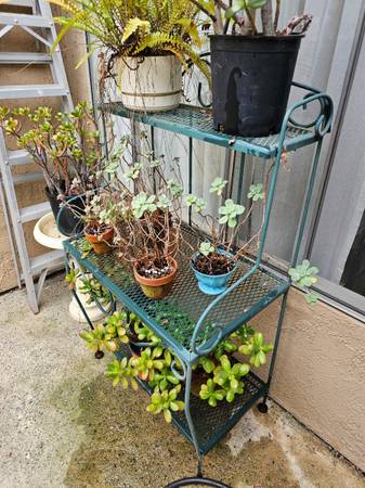 Plant Rack 1