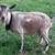 Goats 4 thumbnail