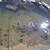 Pond Raised Goldfish 3 thumbnail