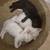 10 week old kittens 2 thumbnail