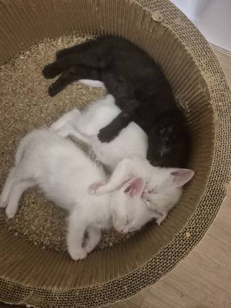 10 week old kittens (Everett)606103957983078401