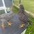 Laying chicken hens 1 thumbnail