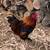 Rooster 2 thumbnail