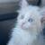 Removing kittens 2 thumbnail