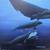 WHALE LOVERS, PRICED INDIVIDUALLY from $20 to $95 3 thumbnail