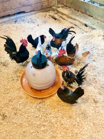 Flock of Malaysian Serama chickens 1