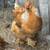 Chicks Available different breeds 15 thumbnail
