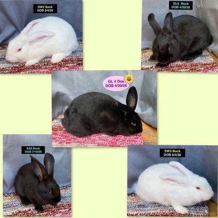 New Zealand bunny rabbits 🐇 bunnies 🐇 rabbit - farm & garden
