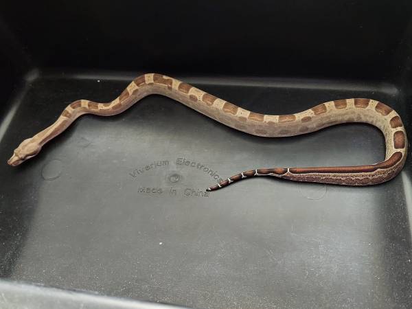 MOTLEY het VPI 1