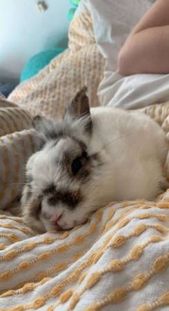 Rehoming LionsHead Rabbit (Rehoming Fee applies) (Shingle Springs)63849095771267122