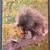 The Varmint Hunter Magazine 19 back issues Excellent Condition 1 thumbnail