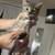 Kittens rehoming fee 20 dlls 1 thumbnail
