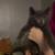 Kittens 2 thumbnail