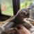 Kitten 4 thumbnail
