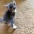 Two Gray Kittens needing a forever home 2 thumbnail