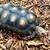 Redfoot tortoises reptile turtle tortoise 2 thumbnail