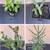 Succulents, cacti, other plants 5 thumbnail