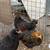 Pullets - 3 months old 2 thumbnail