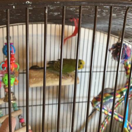 Bird Cage with 2 Parakeets (East Stroudsburg)63487045638145120