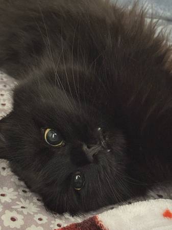 Black Fluffy Cat (Female) – Rehoming 1