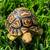 leopard Tortoise 4 thumbnail