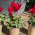 Cyclamen 8 thumbnail