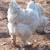 Brahma chicks-mottled, porcelain, blue salmon, lemon pyle, Isabel 17 thumbnail