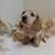 FriendlyDachshundPup 2 thumbnail