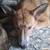 Dog found in dumpster needs a home 1 thumbnail