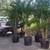 King palms --- 5/15/20 gallon 8 thumbnail