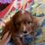 Cavapoo puppies CKC 2 thumbnail