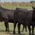 Black Whiteface Replacement Heifers 7 thumbnail