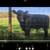 Angus pair 1 thumbnail