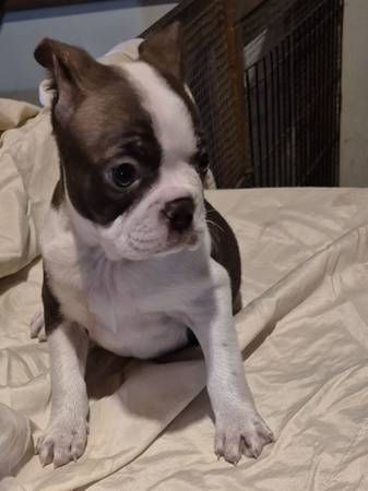 Boston terrier 1