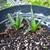 Houseplants 8 thumbnail