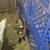 Pygmy goats 3 thumbnail