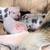 Julian Piglets 2 thumbnail