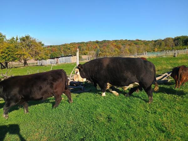 White face bull 1