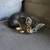6 week old kitten 1 thumbnail