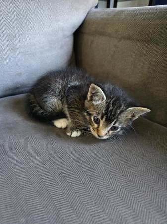 6 week old kitten 1