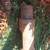 Hydraulic hammer for sale for large  Excavator $650 or best offer 2 thumbnail