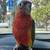 Fully weaned conures 7 thumbnail