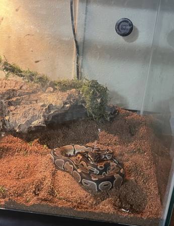 ball python snake 1